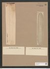 Navicula nobilis var. dactylus V.H. (de-Toni-Nr.: Genus 1, Species 1) Zeichnungen Sammlung Grunow Nr. 13 (NHMW-BOT-W0366194)